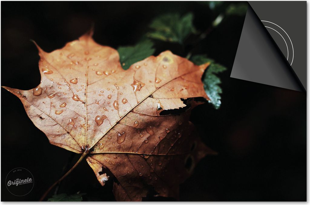 Induktionsschutz 59x52 - abdeckplatte Induktion matt- Dietrix Kochfeldschutz- Base - Herbst - HerbstBlatt mit Tropfen