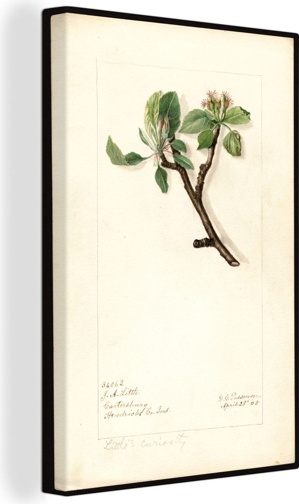 OneMillionCanvasses - Leinwandbilder - 90x140 cm, Malus Domestica: Kleine Neugierde - Gemälde von Deborah Griscom Passmore, Wandbilder Kunstdruc...