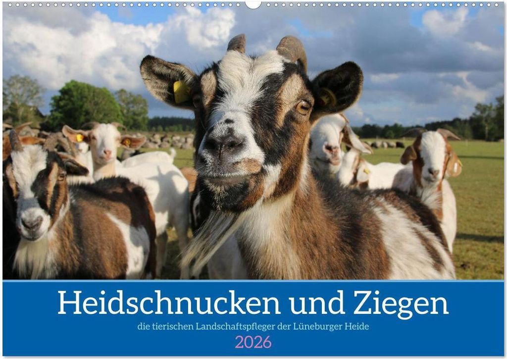 Heidschnucken und Ziegen die tierischen Landschaftspfleger der Lüneburger Heide (Wandkalender 2026 DIN A2 quer), CALVENDO Monatskalender