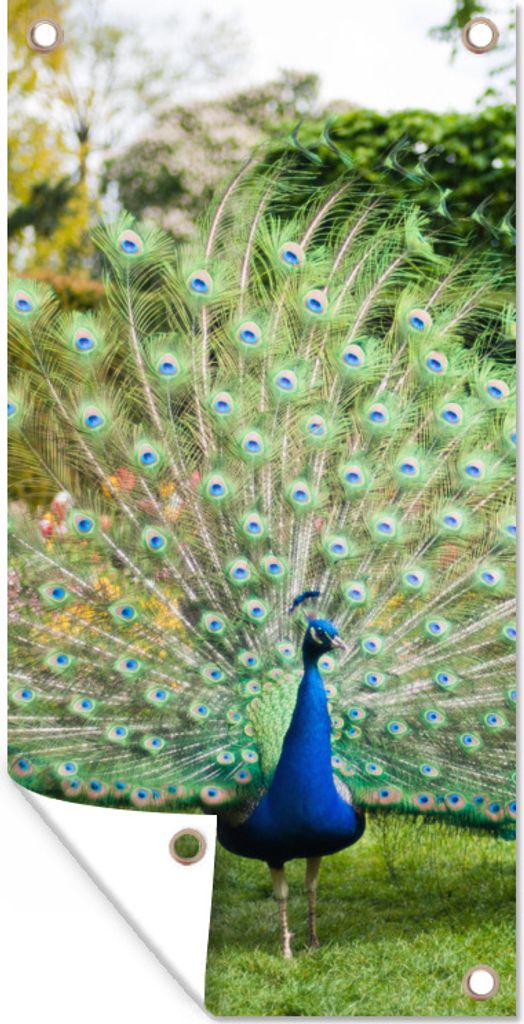 MuchoWow 40x80 cm Outdoor-Poster Gartendeko Sichtschutz Garten Poster für den Garten Pfau - Federn - Garten