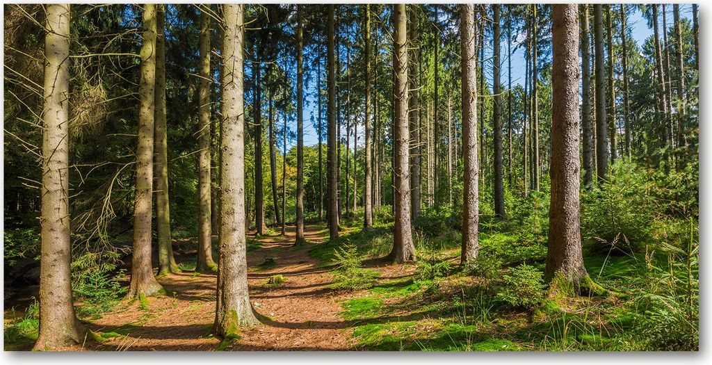 Tulup Glas-Bild -140x70- Wandkunst Dekorative Wand für Küche & Wohnzimmer - Landschaften - Wald Panorama - Grün
