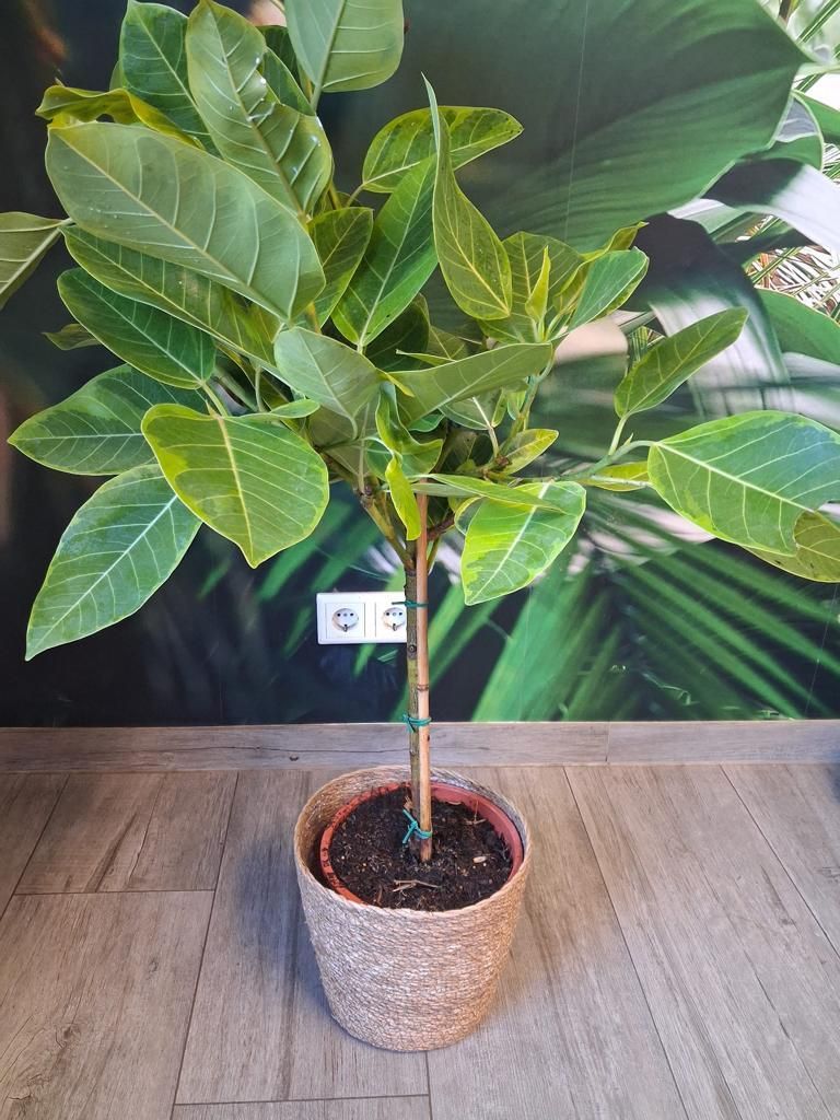 Ficus elastica variegata Altissima im Korbübertopf – Produktbild 