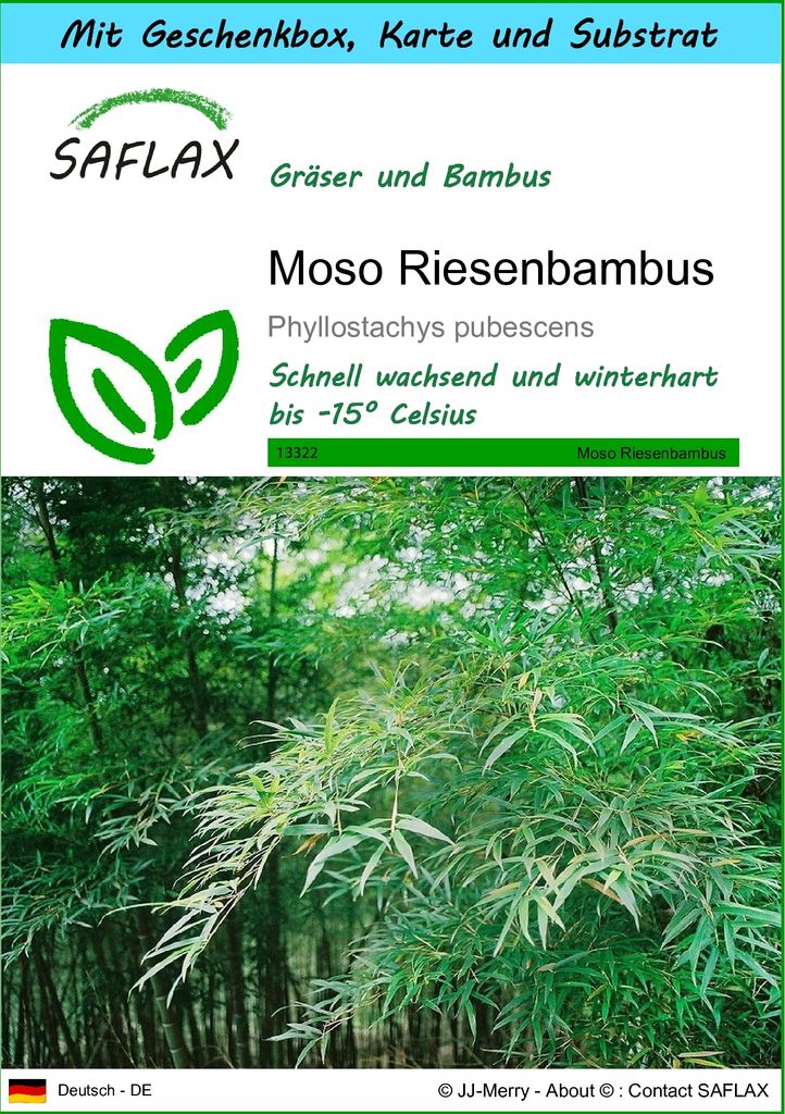 SAFLAX Geschenk Set - Moso Riesenbambus - Phyllostachys Produktbild 