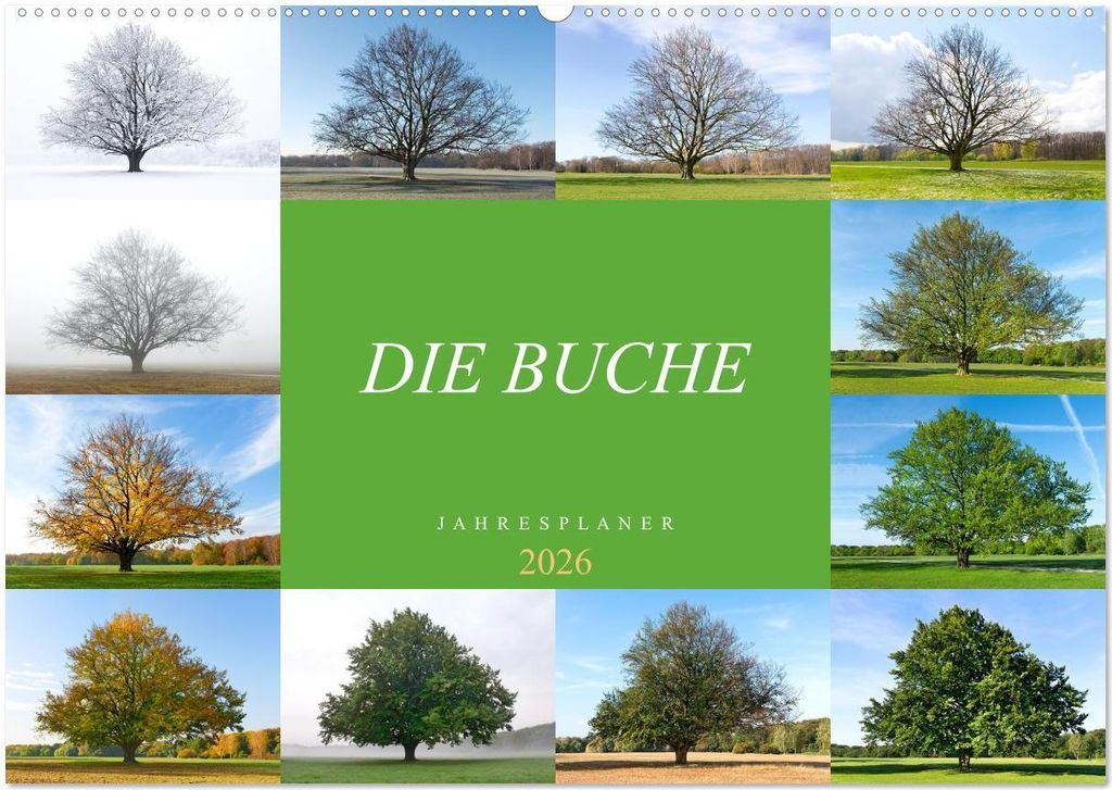 Die Buche: Jahresplaner 2026 (Wandkalender 2026 DIN A2 quer), CALVENDO Monatskalender