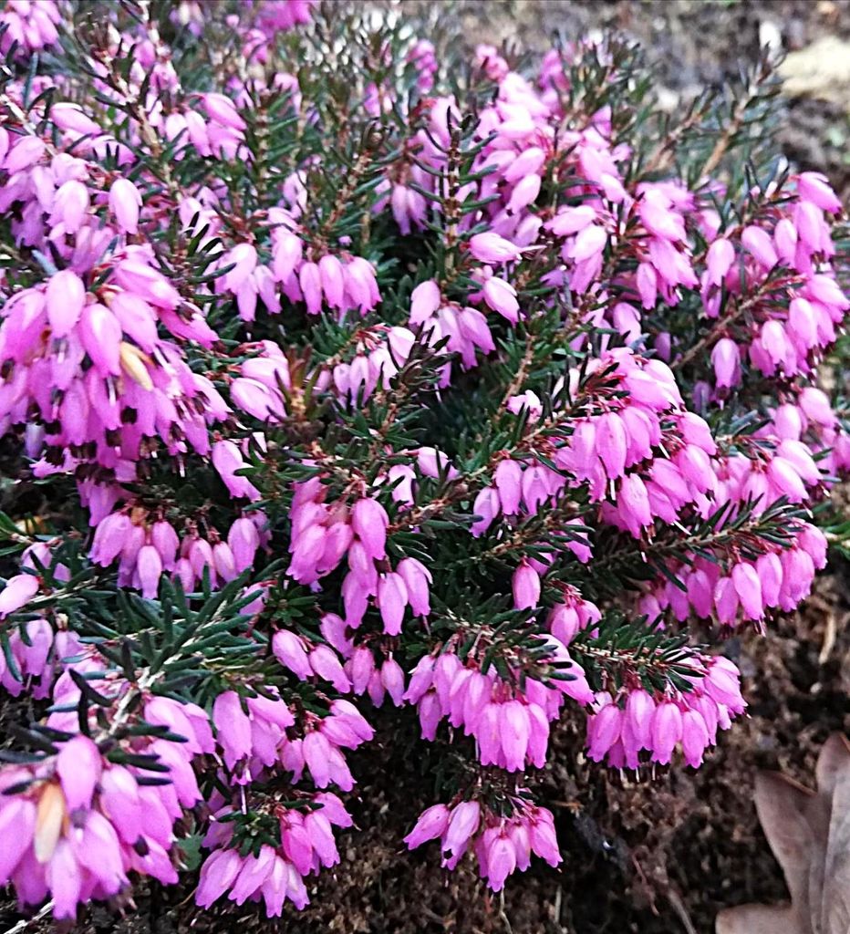 Erica carnea Lohses Rubin Winterheide immergrün 10 - 15 cm Produktbild 
