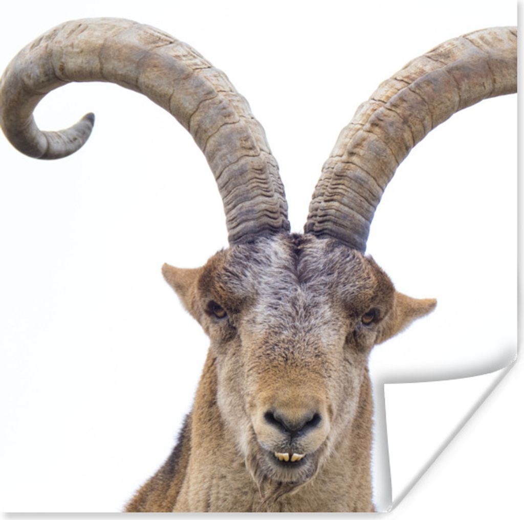 MuchoWow Poster Capricorn für weißen Hintergrund 75x75 cm - Wand Dekoration