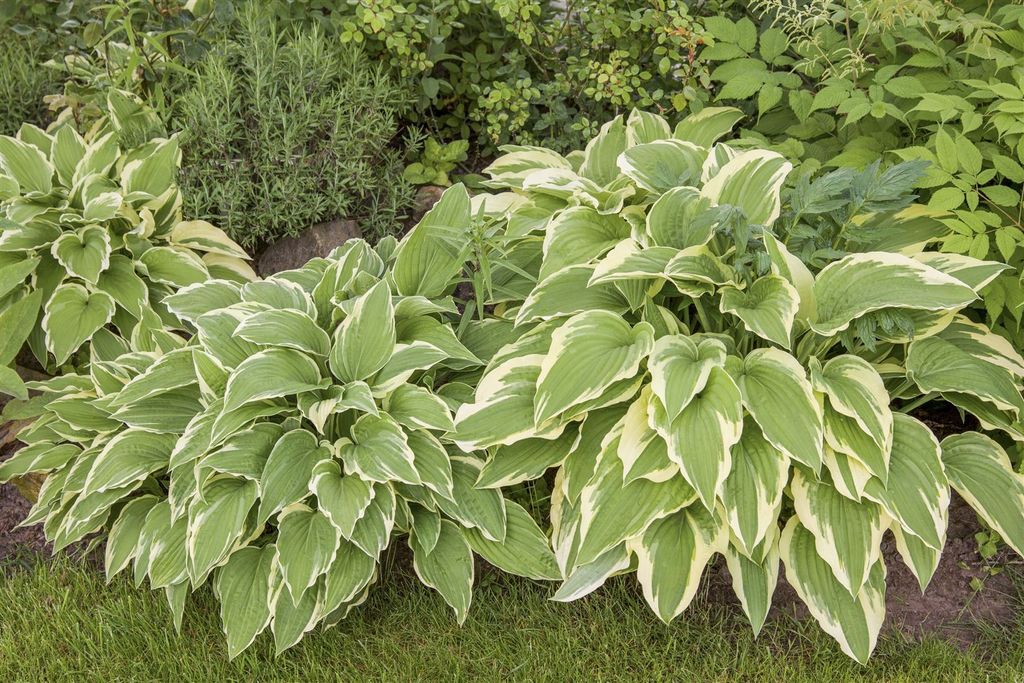 Hosta sieboldii 'Bianca', Funkie, grün-weiß, ca. 11x11 cm Topf