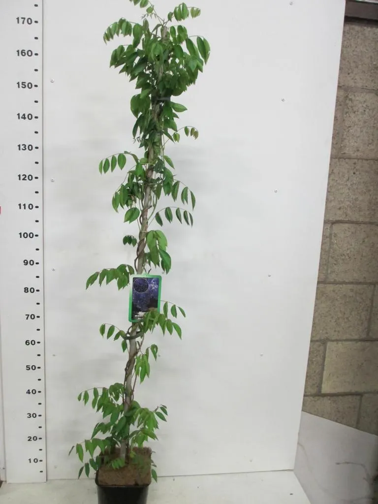 Glycine Blue Moon 180 cm pour pergola et ombrage de terrasse parfumé