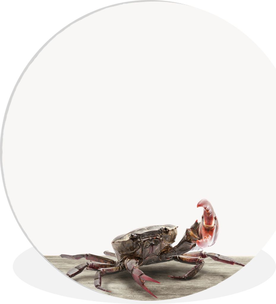 MuchoWow Rundes Wandbild - Runde Bilder Kinder - Krabbe - Meerestiere - Jungen - Mädchen - Kinder Ø 30 cm Kreis Wanddekoration Kunststoff - Wan...