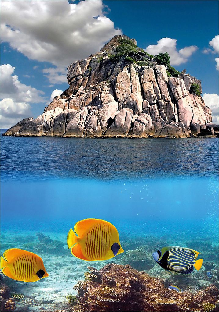 Wallario Poster - Exotische Fische im Meer, Kunstdruck Größe: 70 x 100 cm