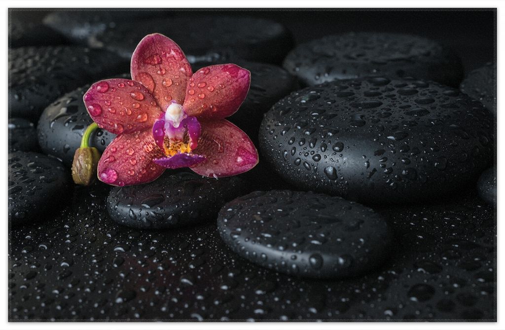 Wallario Premium Teppich, Größe 90 x 140 cm, Orchideen-Blüte auf schwarzen Steinen, benetzt mit Wasser-Tropfen