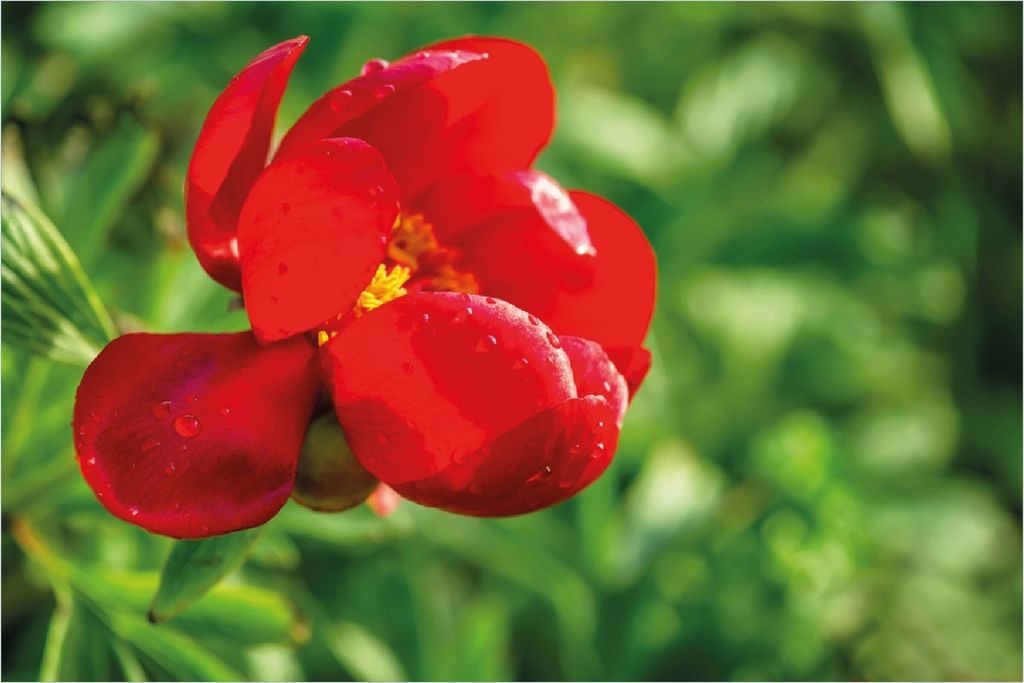 Wallario Poster - Wilde rote Pfingstrose in Nahaufnahme, Kunstdruck Größe: 61 x 91,50 cm