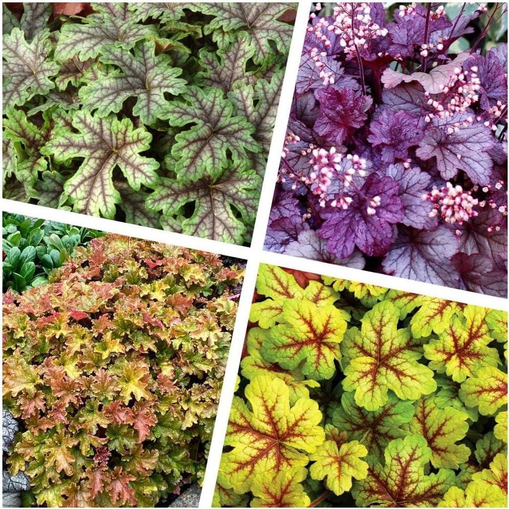 Stauden Gänge 4 x Heuchera Kollektion im 1 Liter Topf - Produktbild 