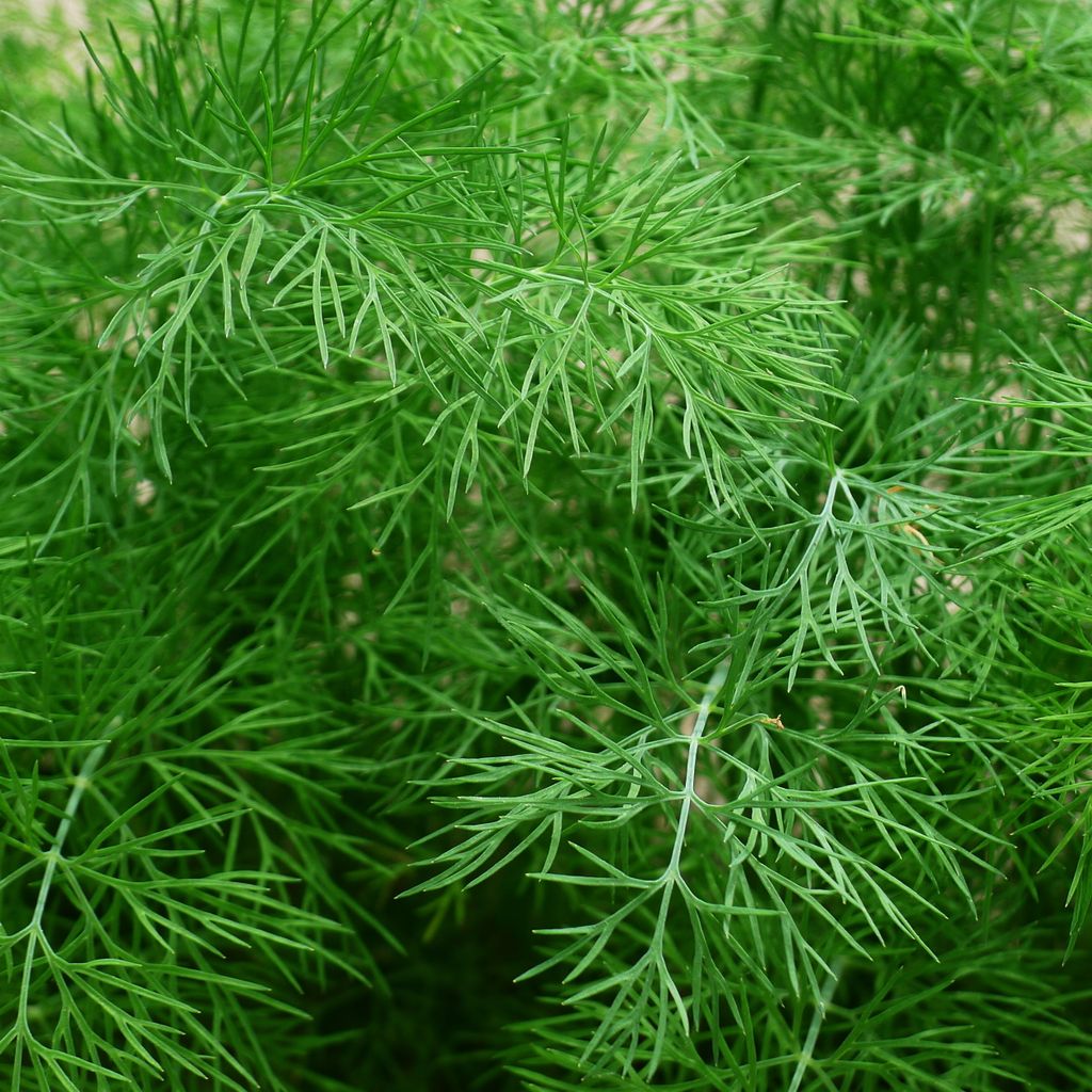 Dill Gewöhnlicher Samen - Anethum graveolens - Dillsamen - Produktbild 6
