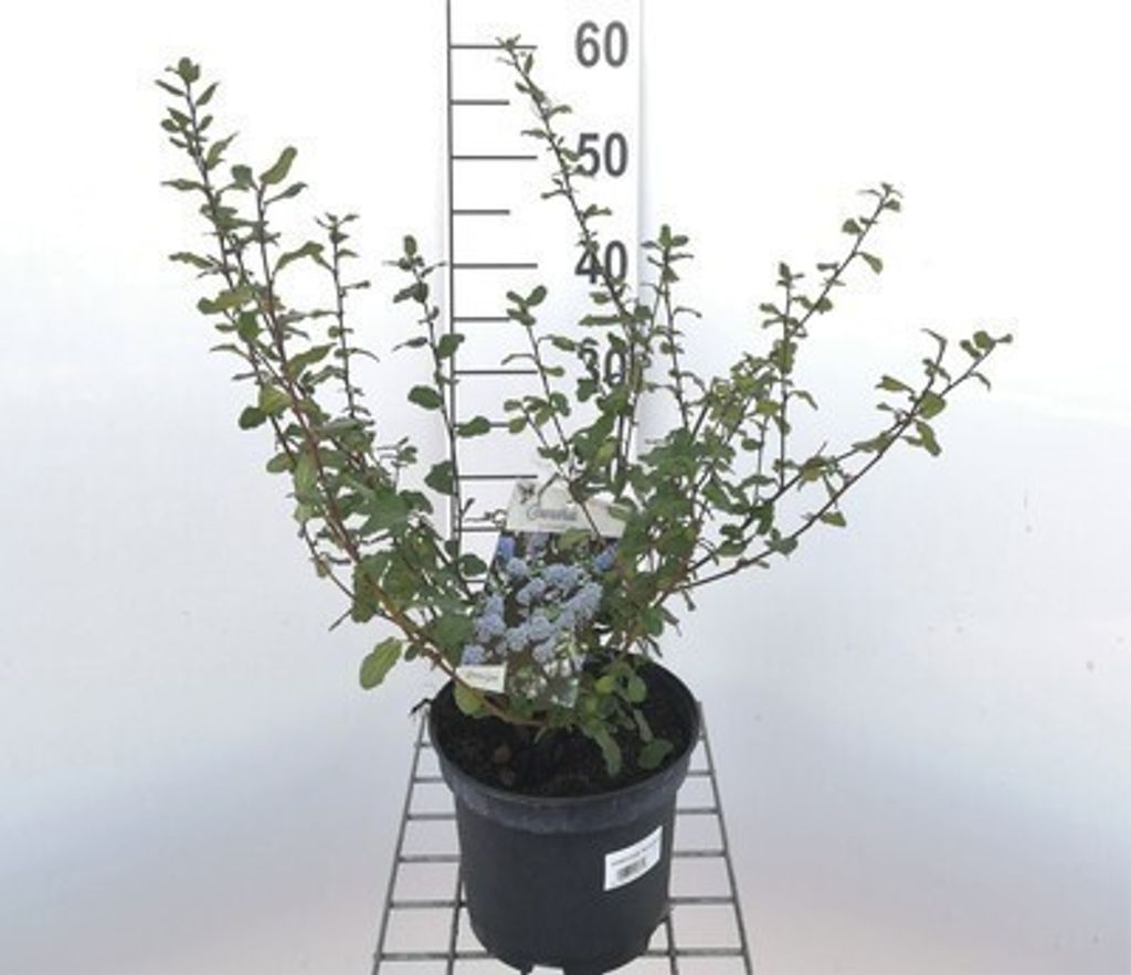 Ceanothus hybr. 'Burkwoodii' - Säckelblume 40- 50 cm Container