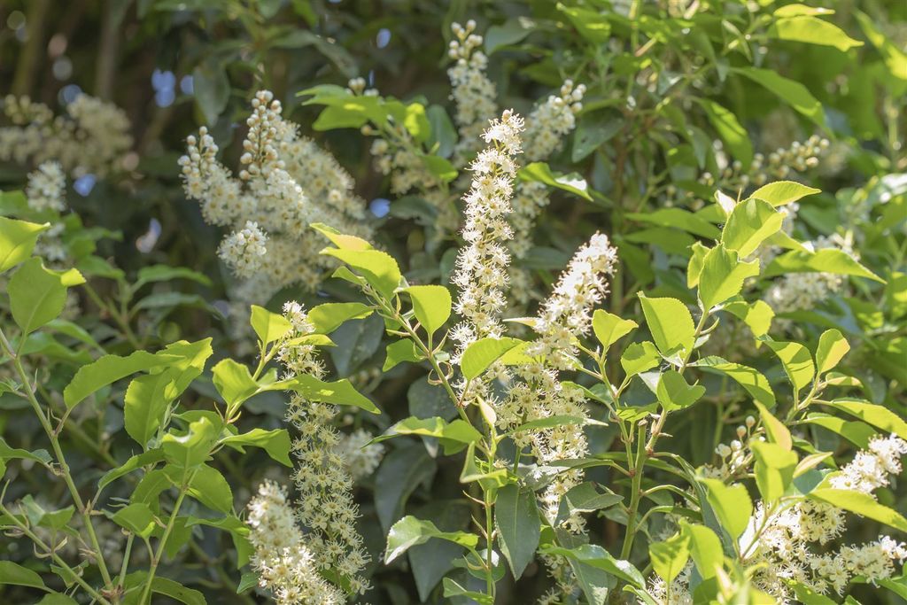 Portugiesischer Lorbeer 'Angustifolia' 100125 cm