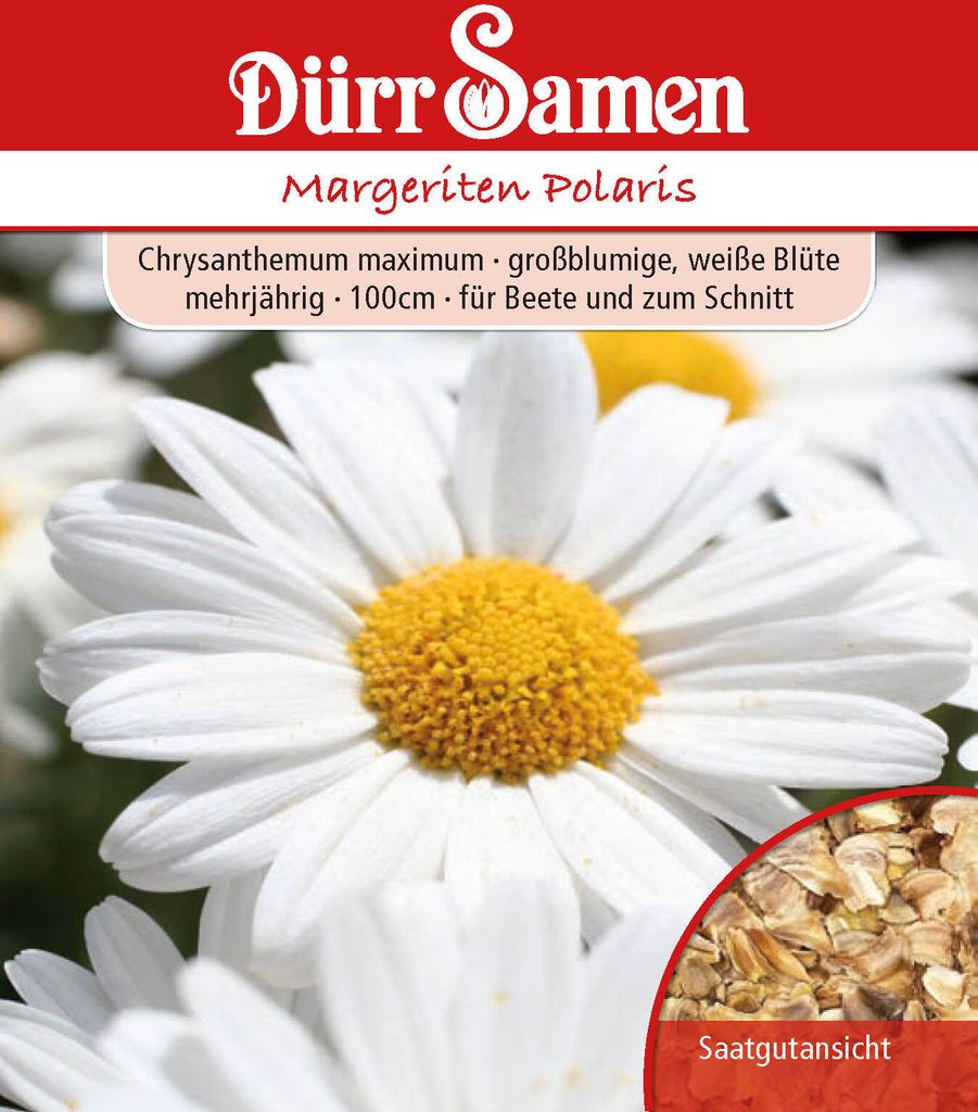 Margerite Polaris | Margeritensamen von Dürr Samen Produktbild 