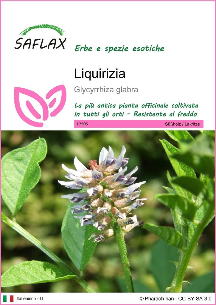 SAFLAX  - Liquirizia - 30 semi - Glycyrrhiza Immagine del prodotto 