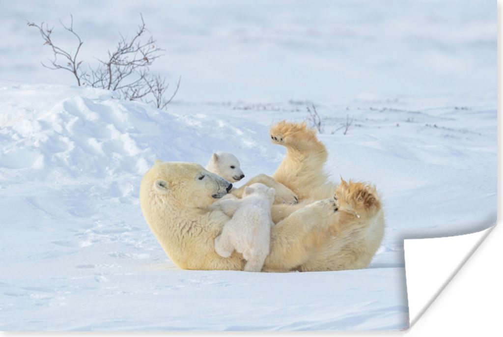 MuchoWow Poster Eisbär - Schnee - Tiere 120x80 cm - Bilder