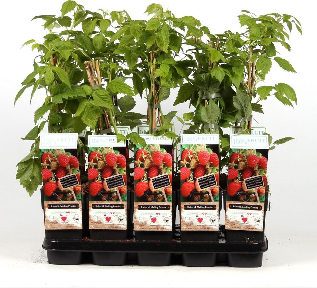 A tray of potted raspberry plants with labels.