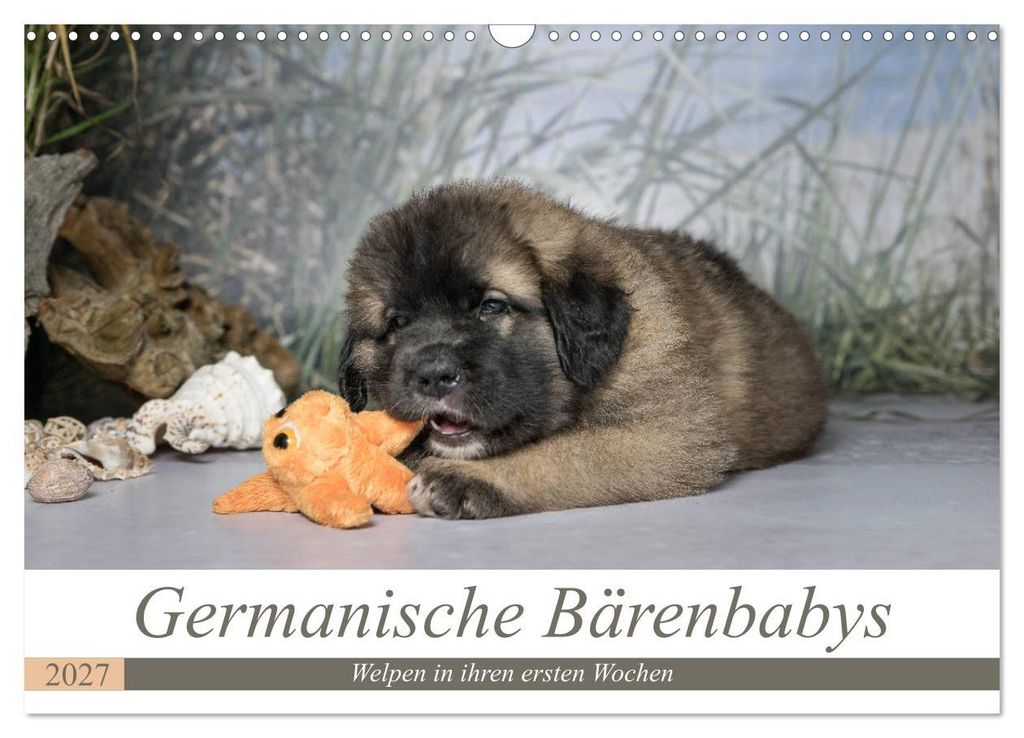 Germanische Bärenbabys (Wandkalender 2027 DIN A3 quer), CALVENDO Monatskalender