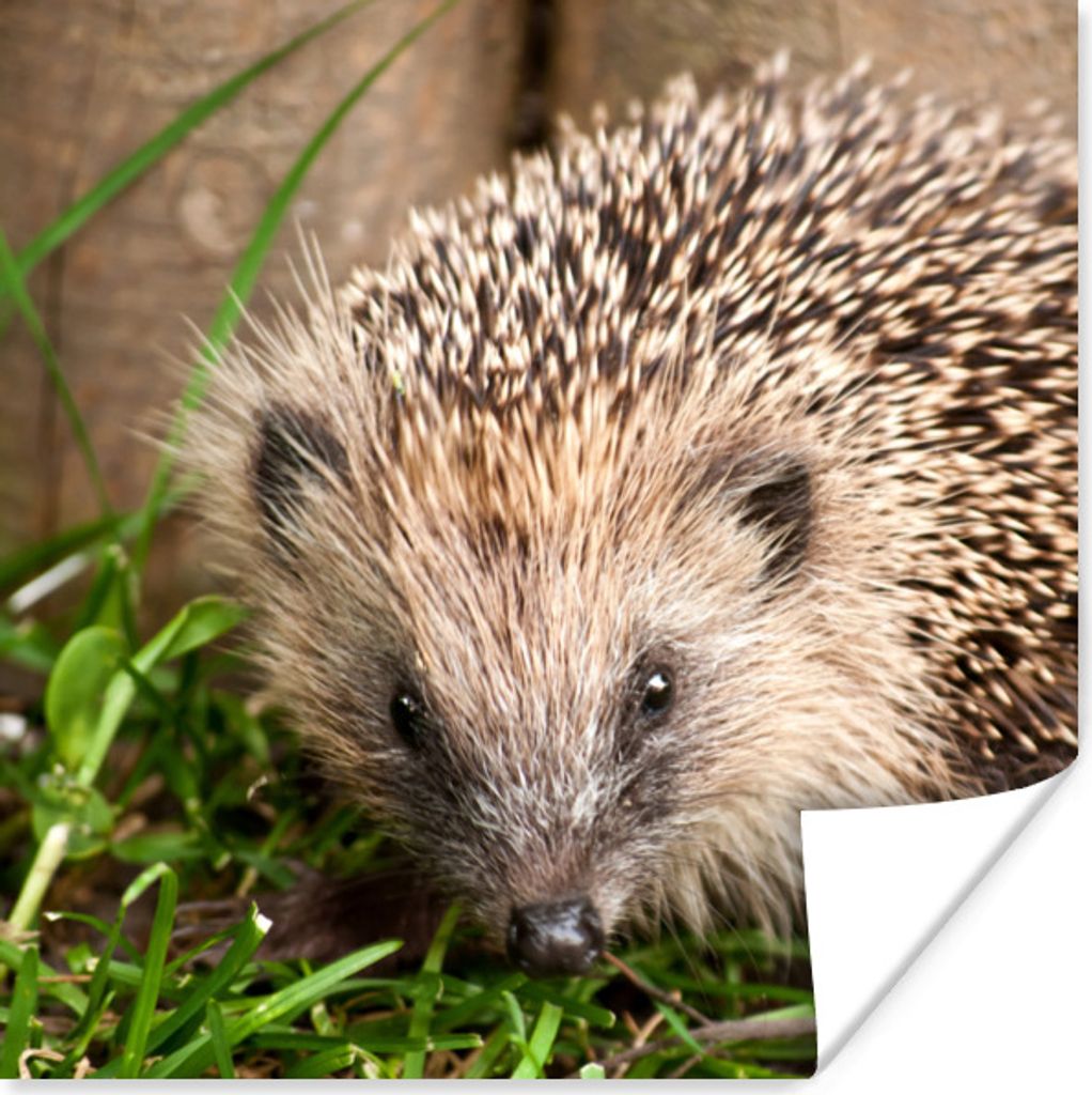 MuchoWow Poster Igel - Zaun - Gras 100x100 cm - Babyzimmer