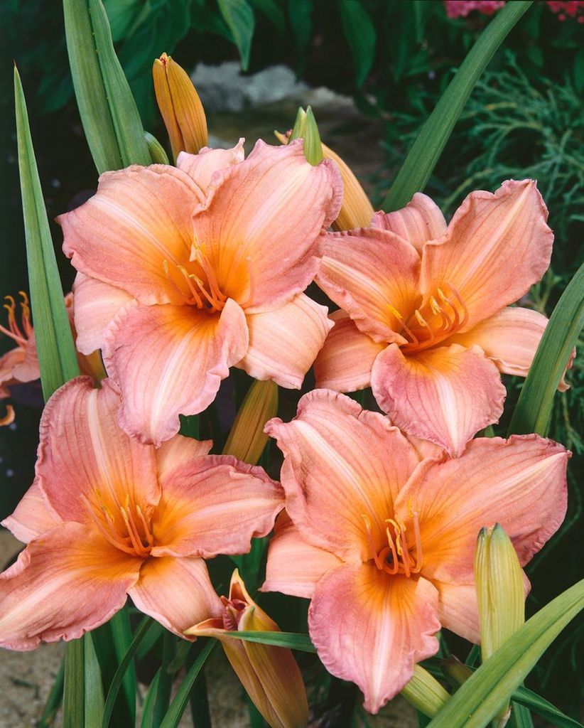 Hemerocallis x cult. 'Pink Damask', Taglilie, rosa, ca. 11x11 cm Topf