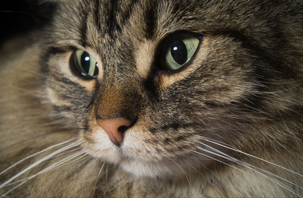 hansepuzzle 73353 - Katze Puzzle, 500 Teile, Tierwelt, 46,0 x 30,0cm mit hochwertiger Aufbewahrung, Kartonbox und wiederverschließbarem Beutel