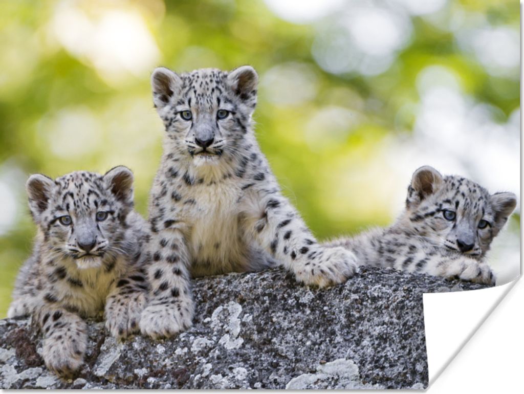 MuchoWow Poster Leopard - Jungtiere - Steine 160x120 cm - Foto Plakat