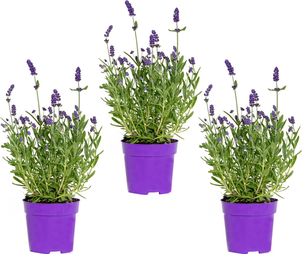 Bloomique - 3er-Set - Lavandula Angustifolia - Produktbild 