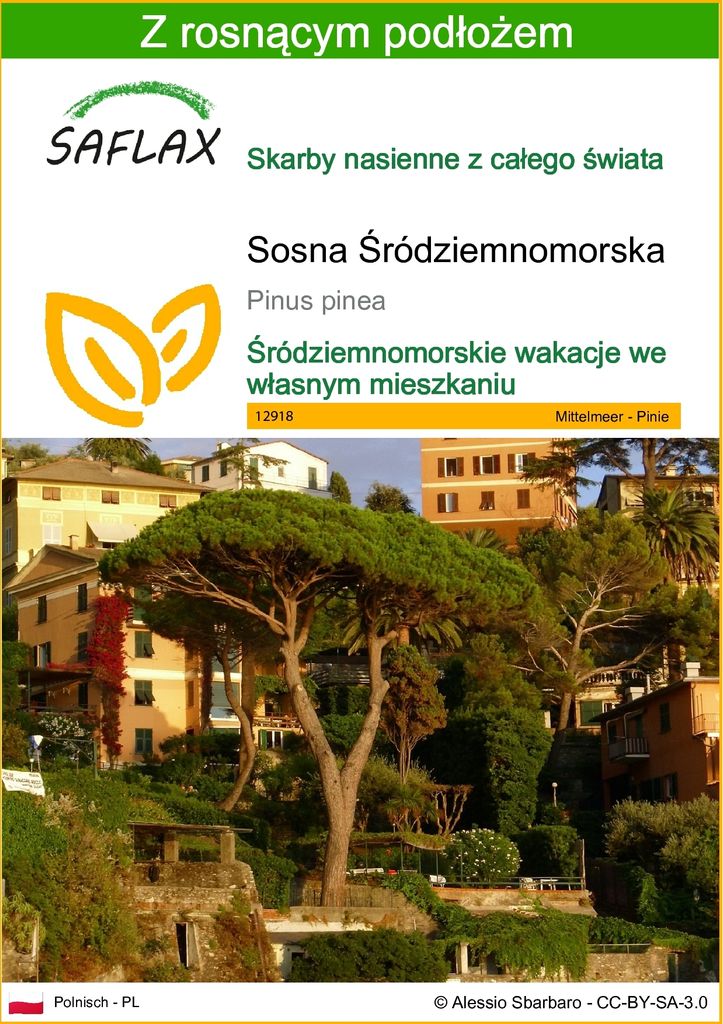 SAFLAX - Sosna Śródziemnomorska - 6 Nasiona - Z podłożem Zdjęcie produktu 