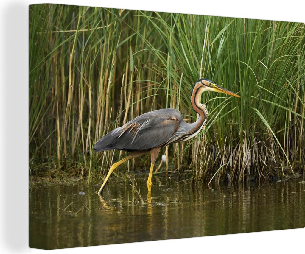 OneMillionCanvasses - Leinwandbilder - 140x90 cm, Purpurreiher spaziert durch seichtes Wasser, Wandbilder Kunstdruck Wanddekoration - Foto auf Le...
