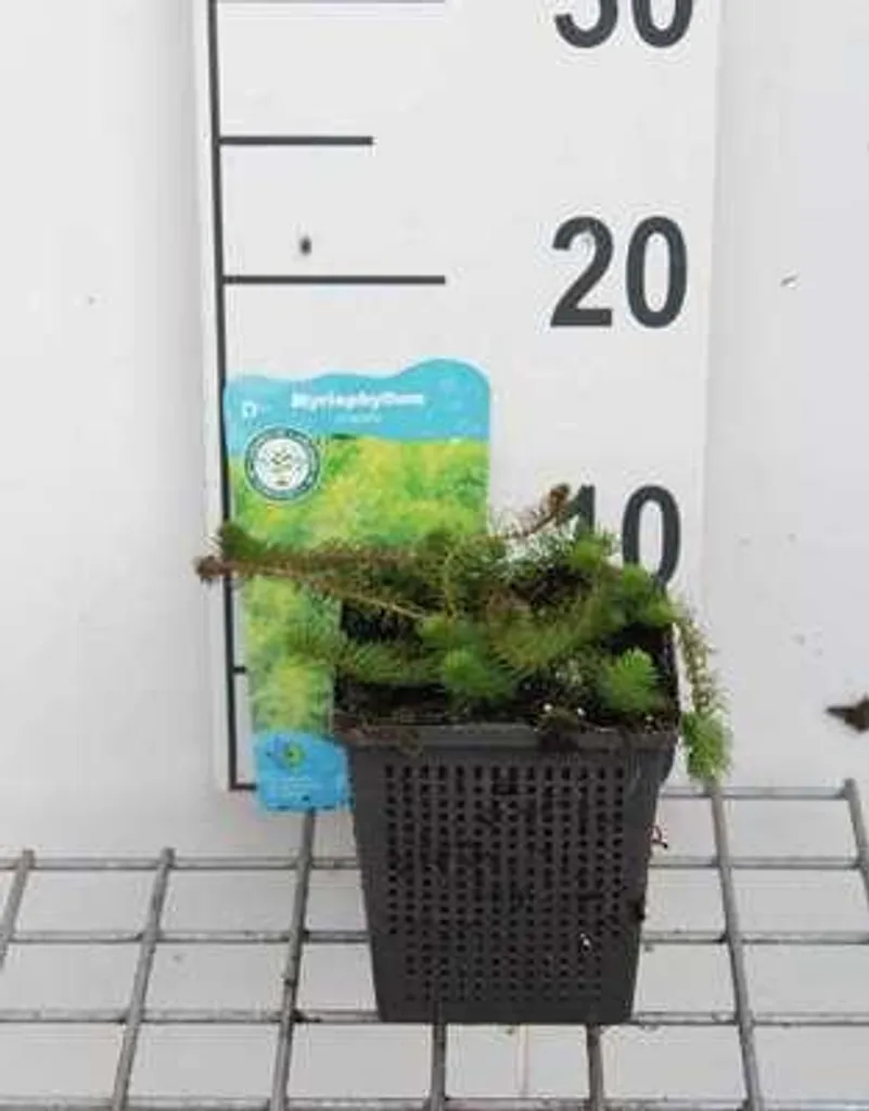 Plante aquatique oxygénante Myriophyllum crispata lot de 6 pots 11cm
