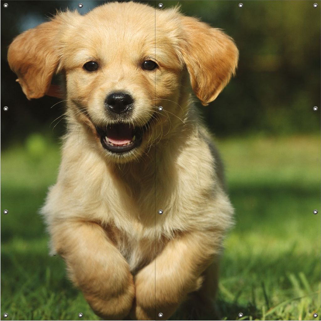 Wallario Outdoor-Poster für Garten oder Balkon, Motiv Süßer Hund - Golden Retriever, in ca. 180 x 180 cm
