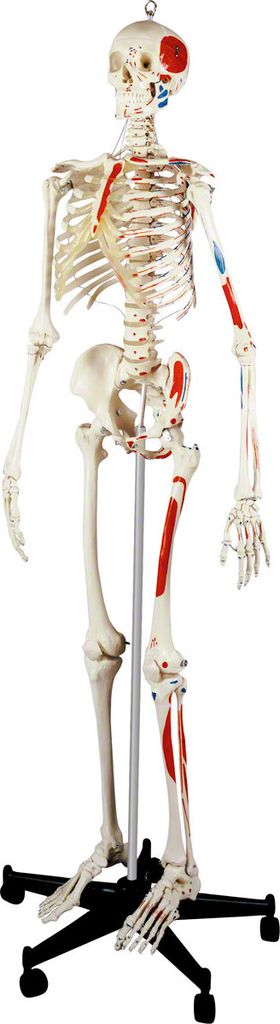 Skelett mit Muskeldarstellung inkl. Stativ 180 cm, Anatomie Modell, Lehrmittel