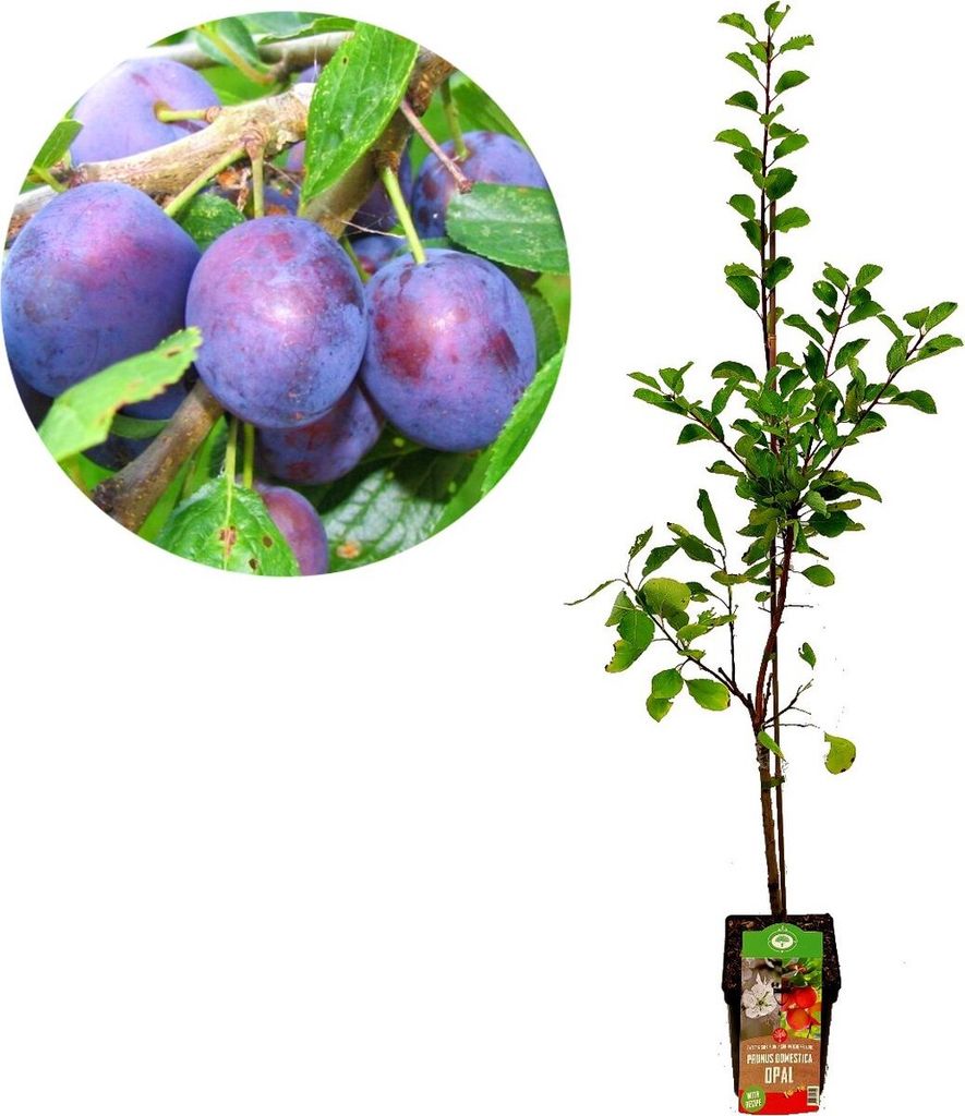 Set mit 3 Obstbäumen – 1 Apfel, 1 Birne, 1 Pflaume – Höhe Produktbild 