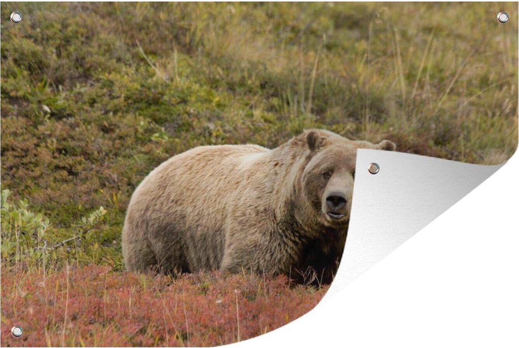 MuchoWow 60x40 cm Outdoor-Poster Gartendeko Sichtschutz Garten Poster für den Garten Bär - Heidekraut - Grizzly