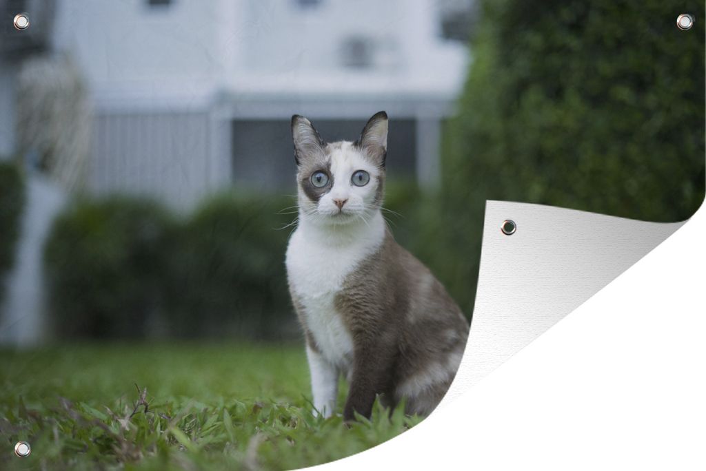 MuchoWow 120x80 cm Outdoor-Poster Gartendeko Sichtschutz Garten Poster für den Garten Katze - Siamese - Gras - Mädchen - Kinder - Jungen - Kind