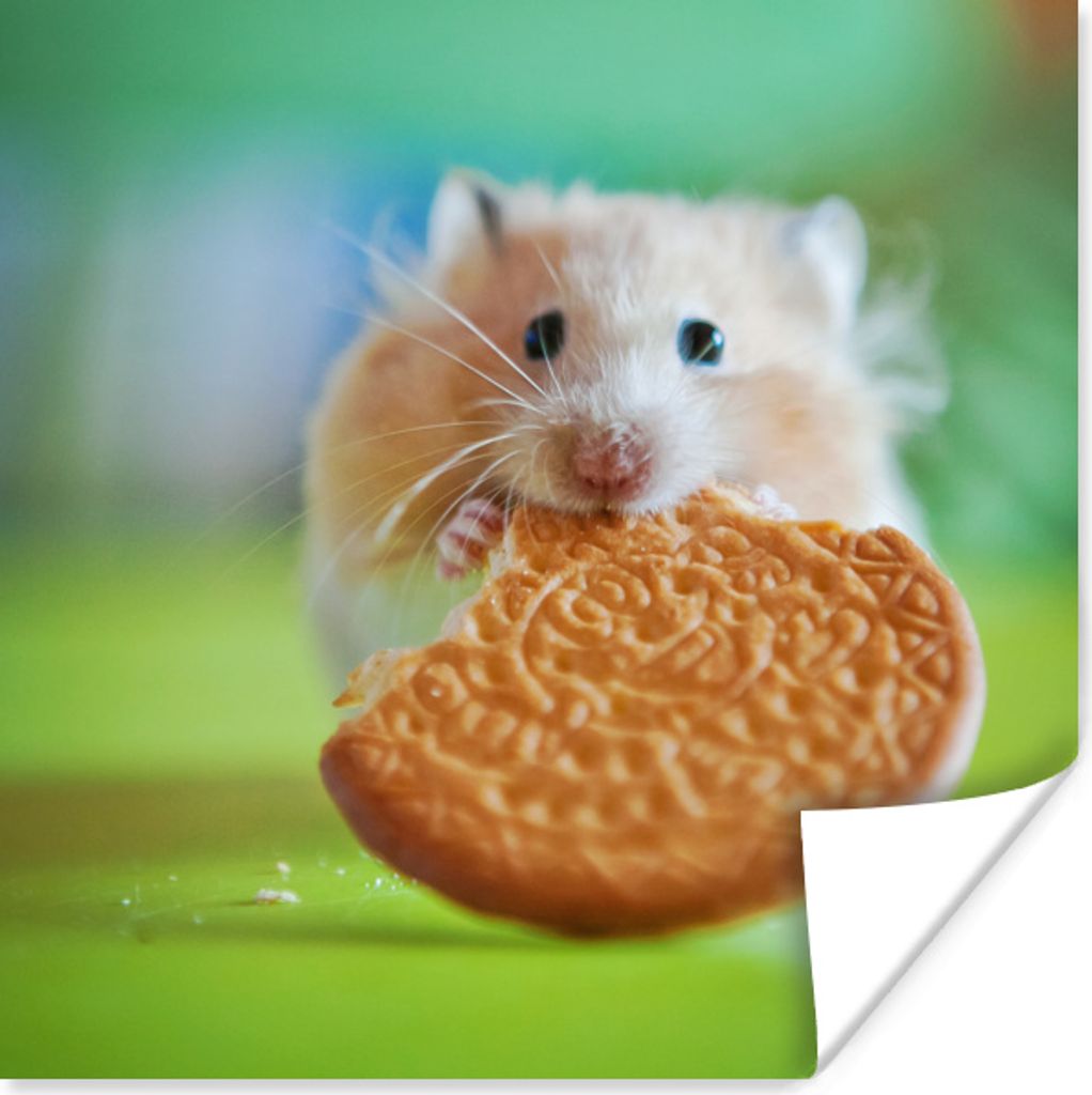 MuchoWow Poster Hamster mit einem halb aufgegessenen Keks 30x30 cm - Wandposter - Printing