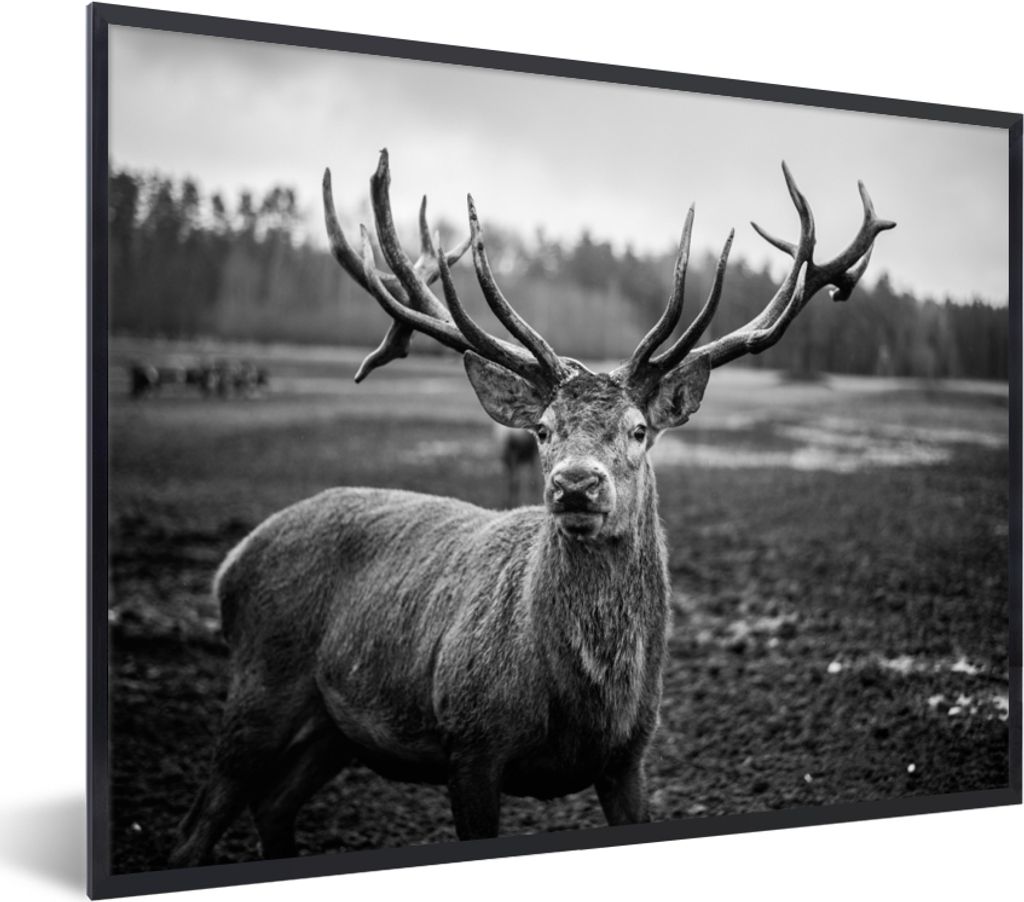 MuchoWow® Gerahmtes Poster Tiere - Hirsch - Geweih - Produktbild 