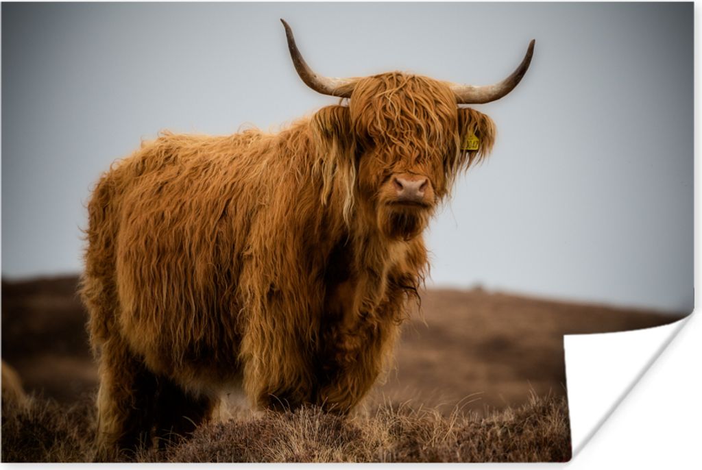 MuchoWow Poster Schottisches Hochlandrind - Düne - Gras 90x60 cm - Schlafzimmer