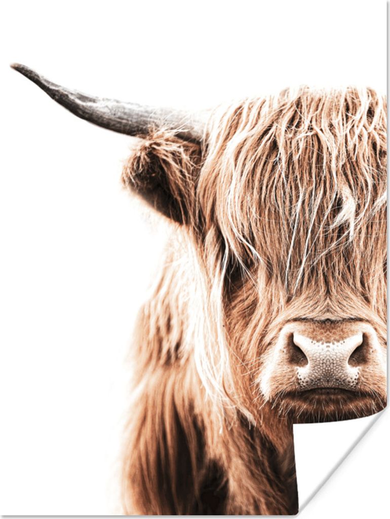 MuchoWow Poster Schottischer Highlander - Kuh - Weiß 60x80 cm - Schlafzimmer Dekoration