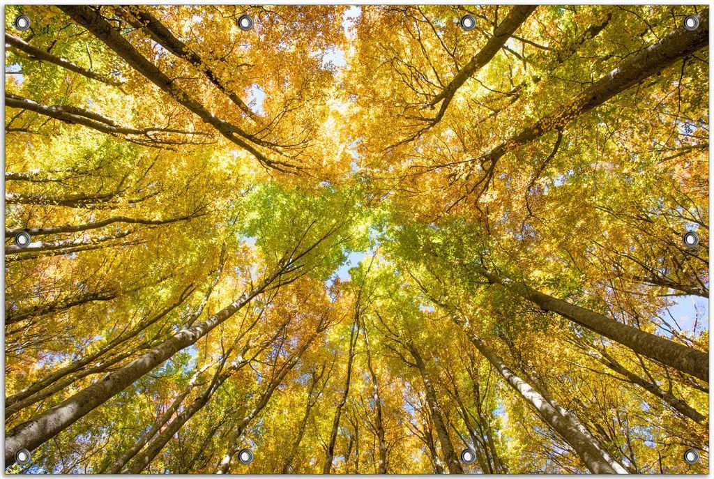 Wallario Outdoor-Poster für Garten oder Balkon, Motiv Goldener Herbst - Bunte Blätter von unten betrachtet, in ca. 80 x 120 cm