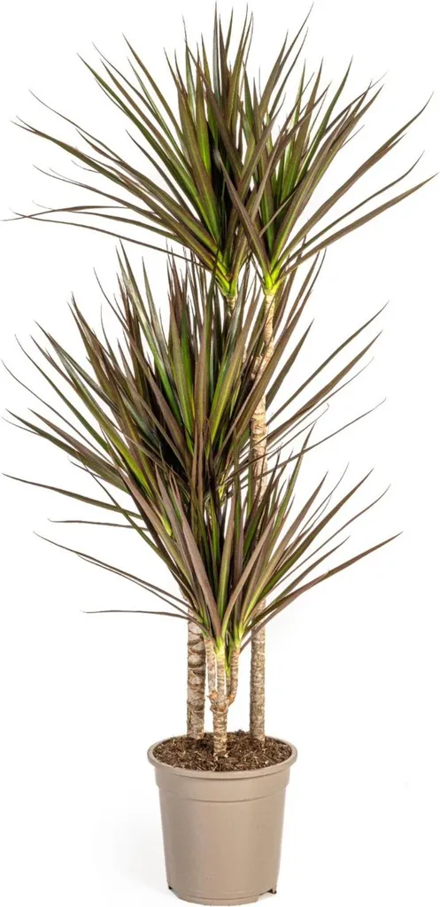 Dracaena Marginata Magenta 110-130cm - Feuillage Pourpre et Entretien Facile