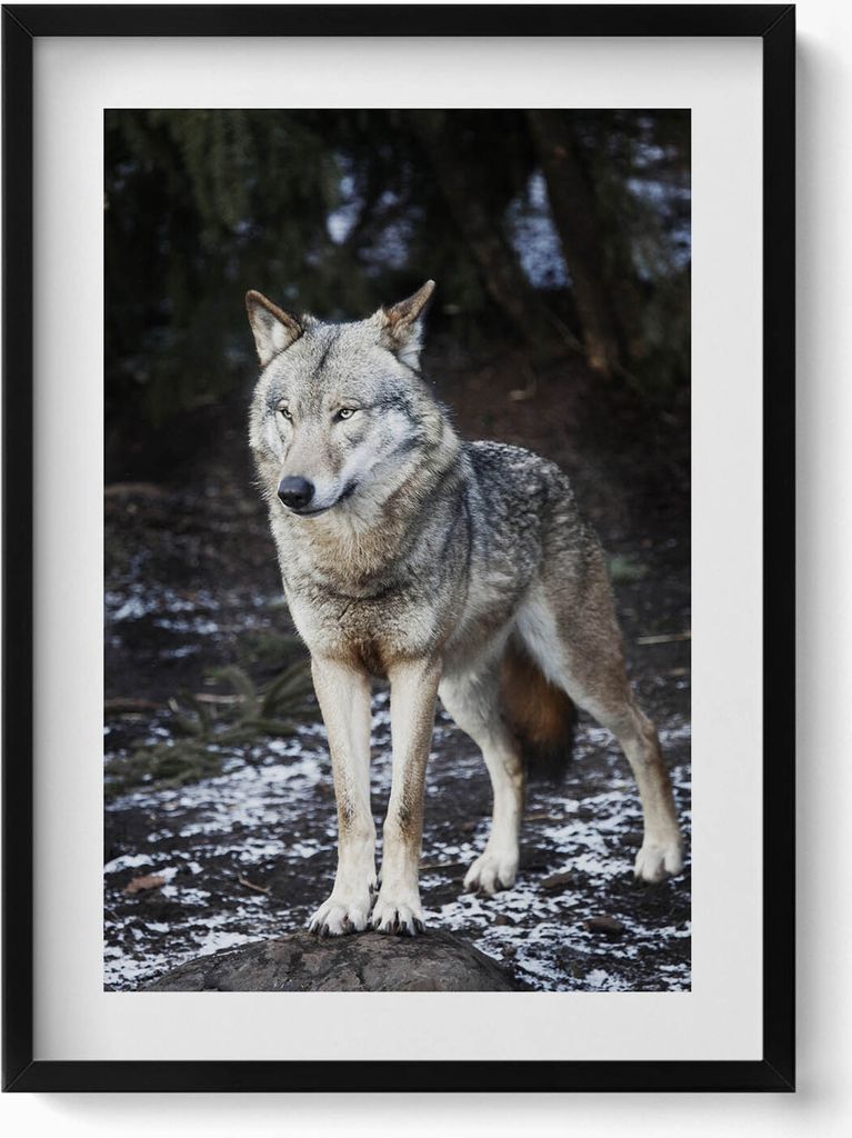 Wildtier Wolf im Wald– Wandbild mit Rahmen – Gerahmtes Bild – Wanddekoration – 50x70 cm – Schwarz Rahmen