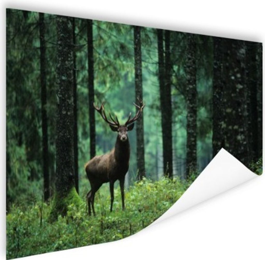 MuchoWow Poster Hirsche - Bäume - Geweihe 160x120 cm - Foto Plakat