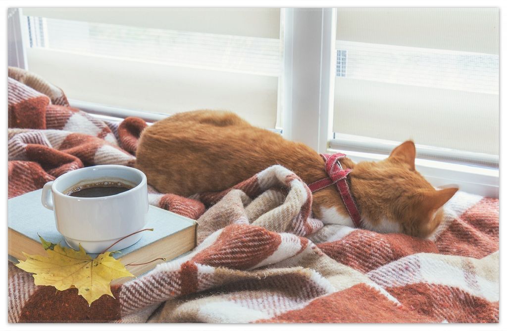 Wallario Premium Teppich, Größe 90 x 140 cm, Schlafende Katze beim Kaffeekränzchen