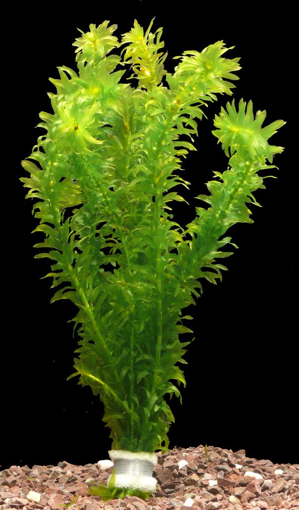 10 Bund Wasserpest (Egeria Densa) Produktbild 