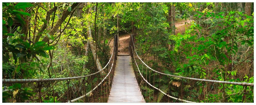Wallario Wandbild aus Acryl, 200 x 80 cm, freischwebende Optik - Hängebrücke im Urwald grüner Dschungel