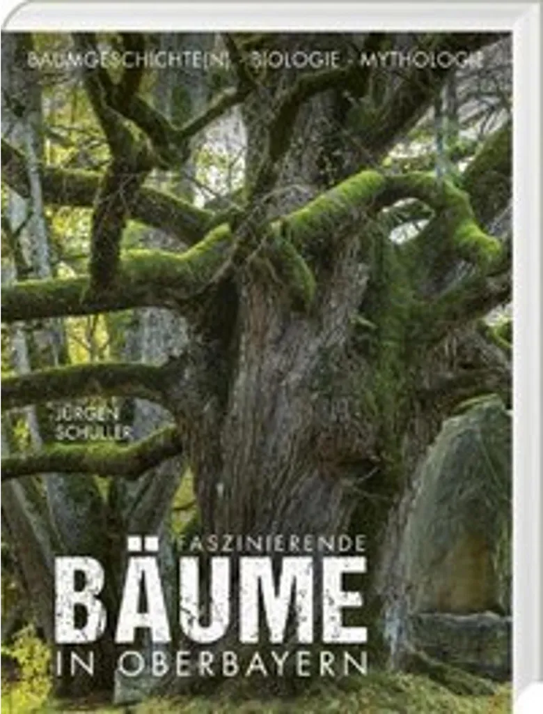 Calendrier Mural 2026 Arbres Fascinants de Haute-Bavière pour Bureau